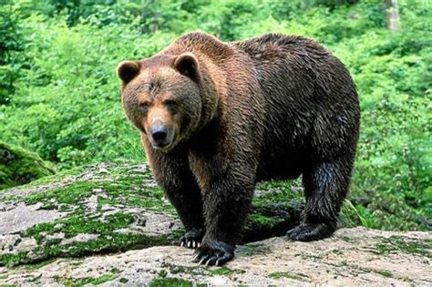 hay osos en madrid|La leyenda del oso pardo del Guadarrama